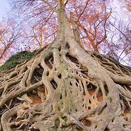 Exposed Roots