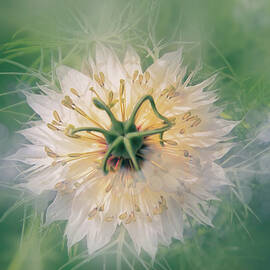 Exquisite Nigella by Terry Davis