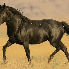Exquisite Stallion by Kent Keller
