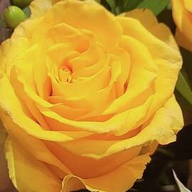 Exquisite Yellow Rose by Charlotte Gray