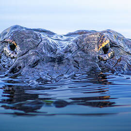 Eyes of the Everglades by Mark Andrew Thomas