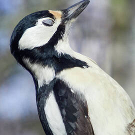 Eyes wide shut. Great spotted woodpecker by Jouko Lehto