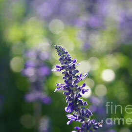 Fairy Dance in Purple by Rachel Cohen