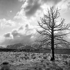 Faithfully Standing by American Landscapes
