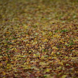 Fall Flooring by Autumn by Neil R Finlay