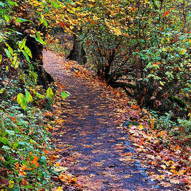 Fall Forest Path by Jeanette French