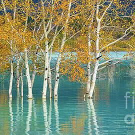 Fall in Canada Flooded Aspen Grove by Mike Reid