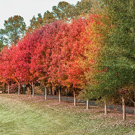 Fall Rainbow  by Rick Nelson