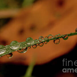 Fall Raindrops by Linda Howes