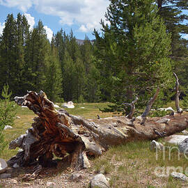 Fallen Tree at Tuolumne Meadows Yosemite National Park by Debby Pueschel