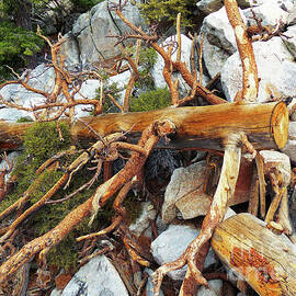 Fallen Tree by Connie Sloan