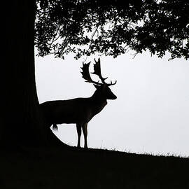 Fallow Deer Silhouette