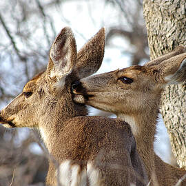 Family by Allan Erickson