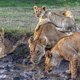 Family Time - African Lions