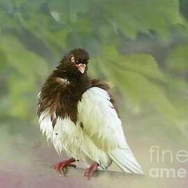 Fancy Pigeon by Eva Lechner