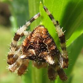 Fancy Spider