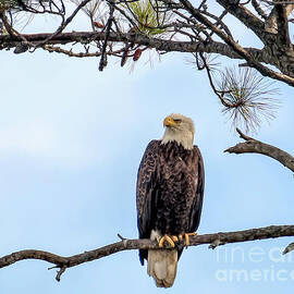Favorite Perch by Michelle Tinger