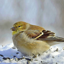 Feasting Finch by Carmen Macuga