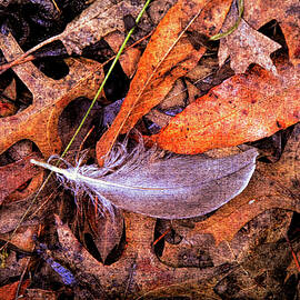 Feather And Leaves by Robert Tubesing
