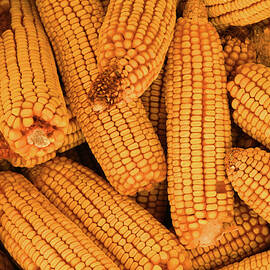 Feed Corn by Robert Tubesing