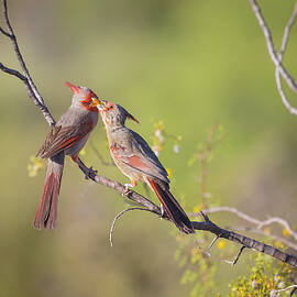 Feeding Time - Pyrrhuloxia mom and fledging by Rosemary Woods Images