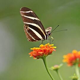 feeding Zebra Longwing Butterfly - Heliconius charithonia by Jurgen Bode