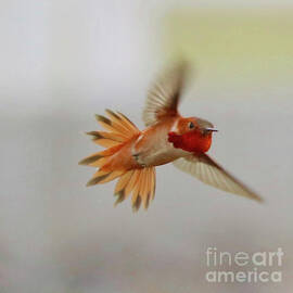 Feisty Rufous Hummingbird Square by Carol Groenen