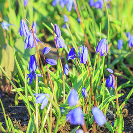 Fellowship - Spring Flowers