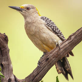 Female Golden Fronted Woodpecker South Texas