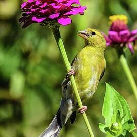 Female American Goldfinch on Zinnia