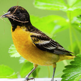 Female Baltimore Oriole by Jim Cook