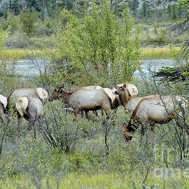 Cow Elk Group Jasper National Park - Alberta - Canada by Paolo Signorini