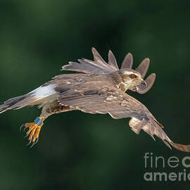 Female Kite Flight by Dale Erickson