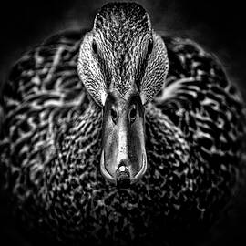 Female Mallard Duck by Agustin Uzarraga