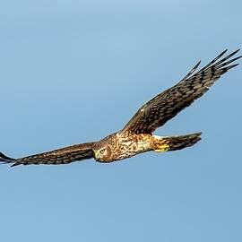Female Marsh Hawk by Bradford Martin