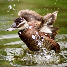 Female White Headed Duck Making A Splash  by Neil R Finlay