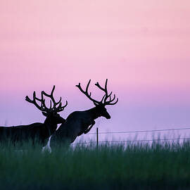 Fence Hopping Bull Elk by Gary Beeler