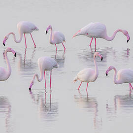 Pink Flamingos by Loredana Gallo Migliorini