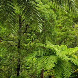 Fern Forest by Bette Devine