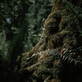 Fern, moss, and roots of a tree - brown pine cone on brown tree trunk - Seattle, WA, USA by Julien