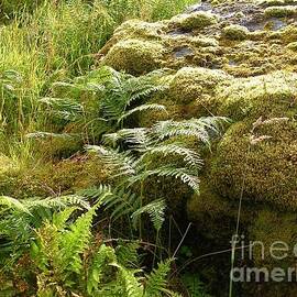 Ferns and moss on Knockan Crag by Lesley Evered