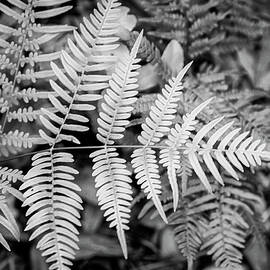 Ferns in Black and White by Bob Decker