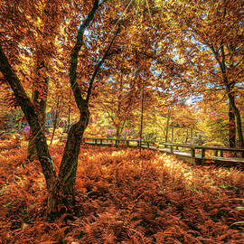 Ferns in the Autumn Garden by Debra and Dave Vanderlaan