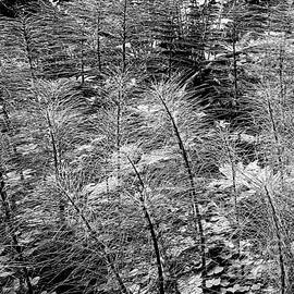 Ferns Of The Forest Floor in BW by Diann Fisher