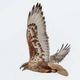 Ferruginous Hawk Screaming by Karen Slagle