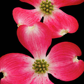 FF-6  dogwood flowers by John Radosevich