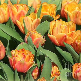 Field of Burnt Orange Tulips by Dora Sofia Caputo