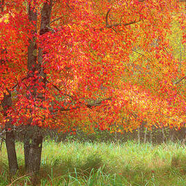 Fiery Autumn Color by Lindley Johnson