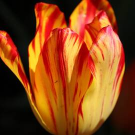 Fiery Tulip by Michaela Perryman