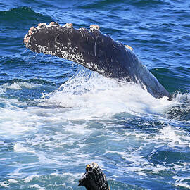 Fin and Fluke by Shoal Hollingsworth